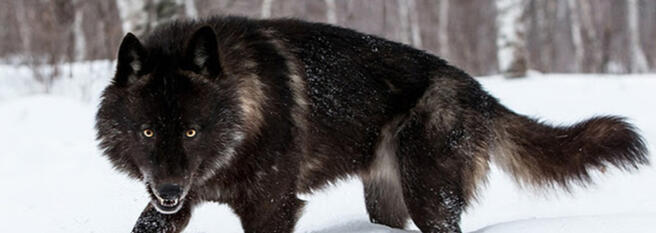 A black wolf in snow, facing the camera