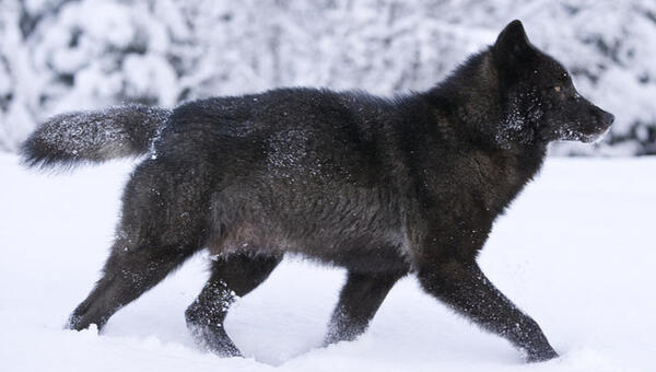 A black wolf walking through snow